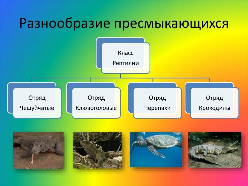 Отряды пресмыкающихся 7 класс биология. Разнообразие присмыкающих. Разнообразие пресмыкающихся. Многообразие пресмыкающихся отряд чешуйчатые.