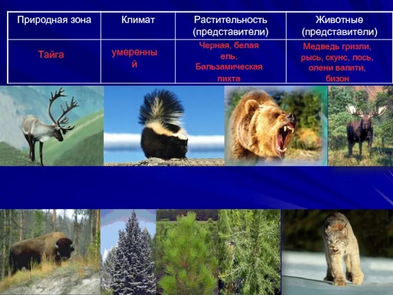 Представители природных зон. Животные природных зон. Растительный и животный мир тайги.