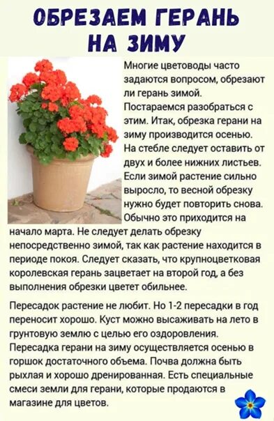 Обрезают ли герань садовую на зиму. Обрезка герани на зиму. правильная обрезка герани. когда обрезать герань. как обрезать пеларгонию.