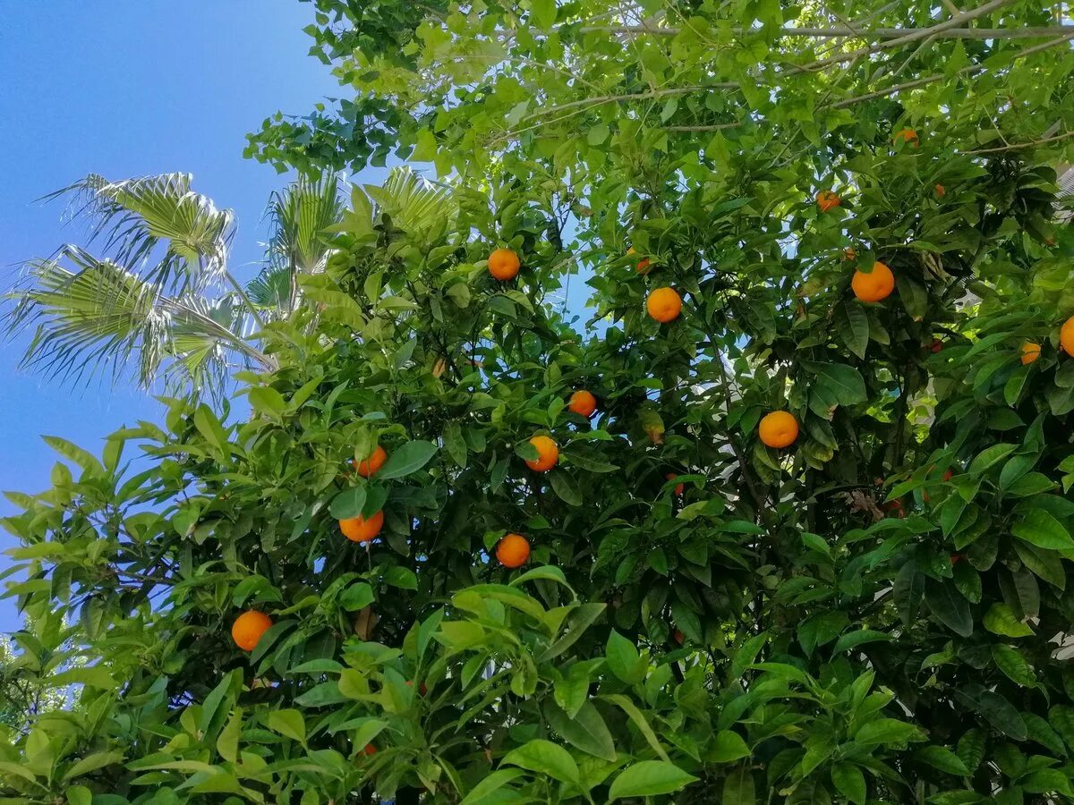 Абхазия Мандариновая роща. Мандариновое дерево в Абхазии. Мандарины (Абхазия). Мандариновый сад Абхазия. Гагра абхазия мандарин