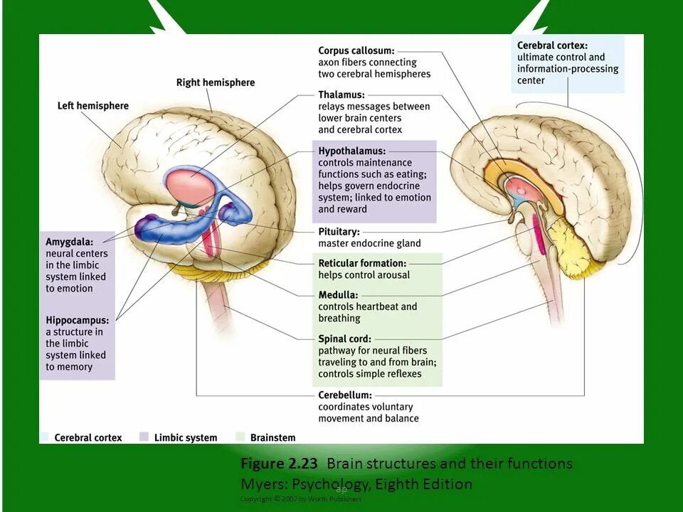 Большое полушарие мозолистое тело мост гипоталамус. Амигдалы. Limbic System and reticular formation of Brain Stem. Reticular formation functions. Brain Pathways.