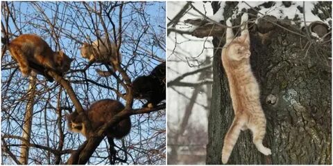 На сколько уходят коты весной