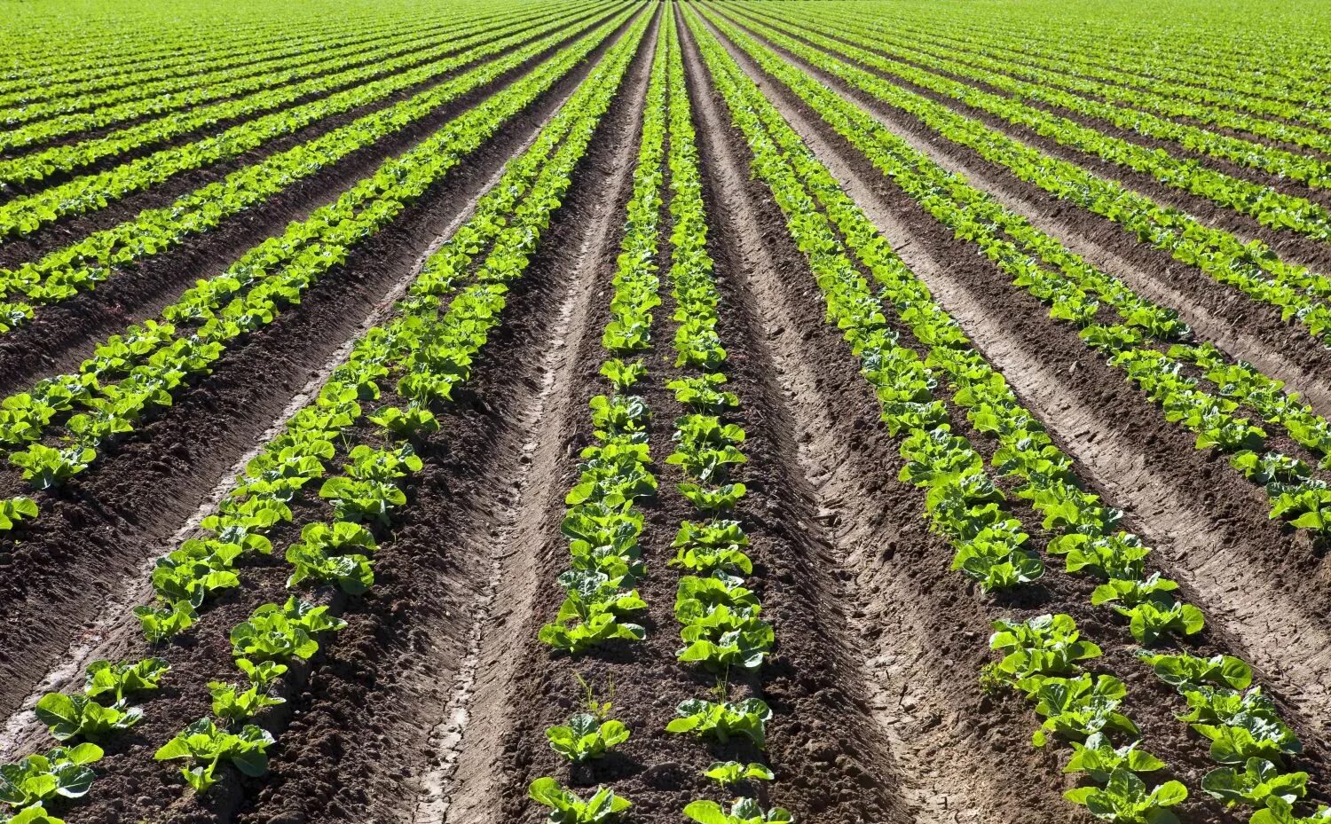 Сельскохозяйственные культуры символы. Rows of Scallions. Wild lettuce field. Cultivate Farming Server.