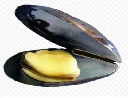 Мясо моллюска