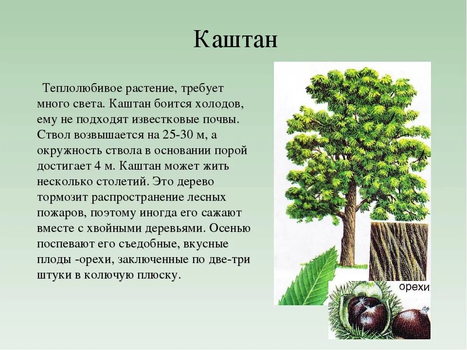 Каштан дерево описание. Сообщение о дереве. Краткое описание деревьев. Доклад о дереве. Описание дерева красиво