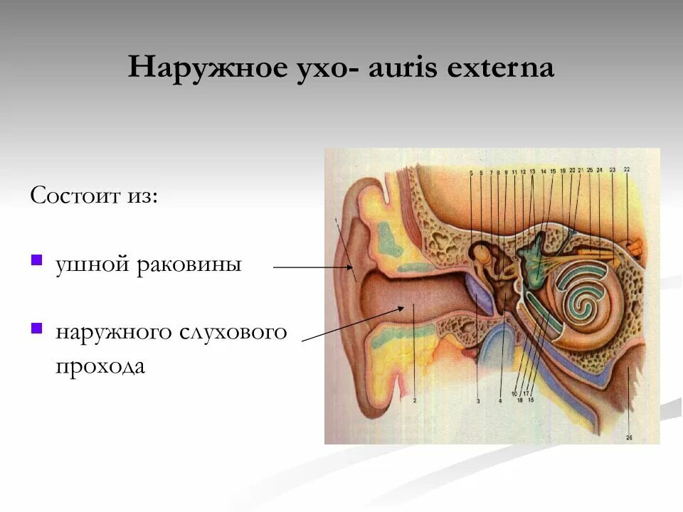 Наружное ухо строение анатомия. Ушная раковина строение уха человека анатомия и физиология. Клиническая анатомия наружного уха ЛОР. Строение наружного уха клиническая анатомия. Орган слуха состоит из наружного