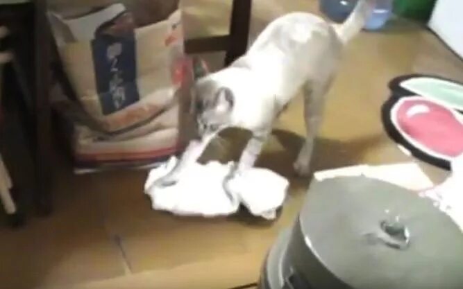 кошка моет пол. коты убираются. кот моет полы. кот моет полы. котик моет пол.