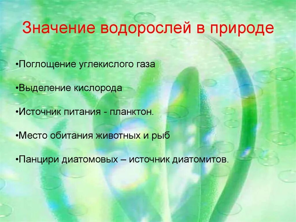 5 значений водорослей. Значение водорослей в природе. Значениеводрослей в природе. Роль водорослей в природе и жизни человека. Роль зеленых водорослей в жизни человека.