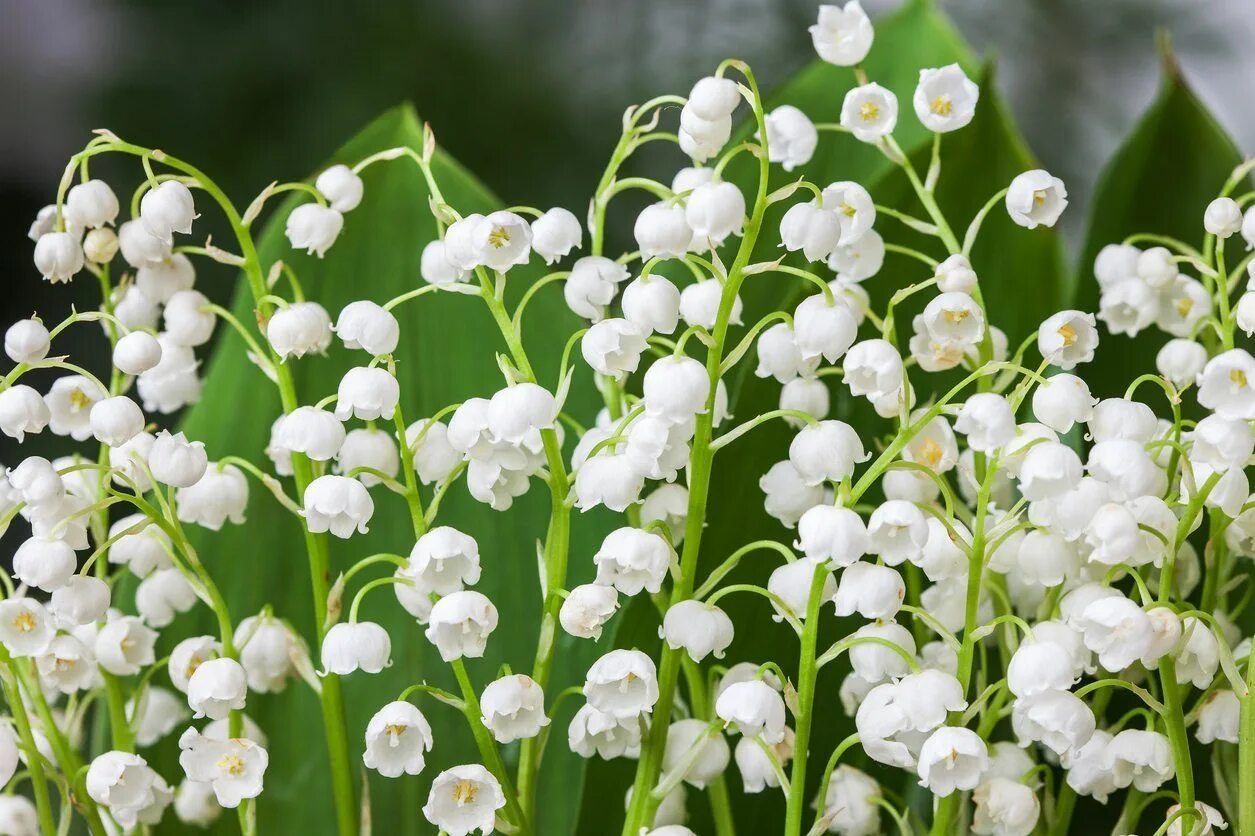 Ландыш майский (convallaria majalis l. Букет ландышей. Ландыш convallaria majalis. Ландыш майский крупно. Ландыш грандифлора.