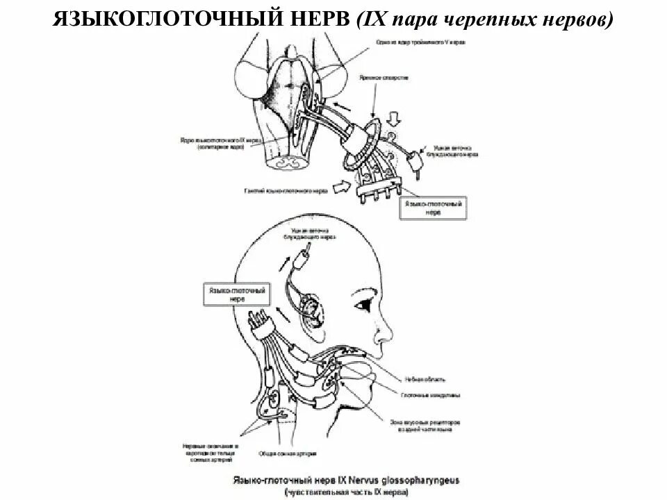 Поражение языкоглоточного нерва. Языкоглоточный нерв неврология схема. 9 Пара языкоглоточный нерв. 9 Пара черепных нервов схема. Языкоглоточный нерв мрт анатомия.