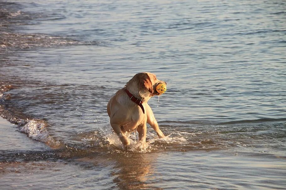 Собака на пляже. Собака играет. Собака на пляже речки. Щенок играет.
