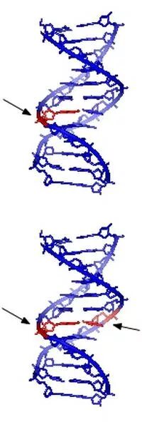 Двунитевые разрывы ДНК рисунок. Однонитевые разрывы ДНК. Поврежденная структура ДНК. Одиночный разрыв ДНК.