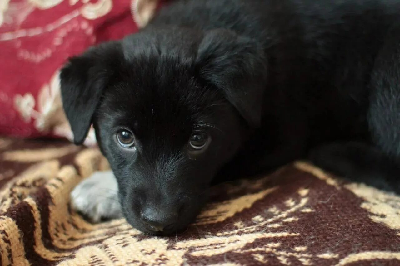 Сонник щенок черный. Черный щенок дворняги 3 месяца. Черный щенок дворняжки. Черный щенок дворняги. Собака дворняжка черная.