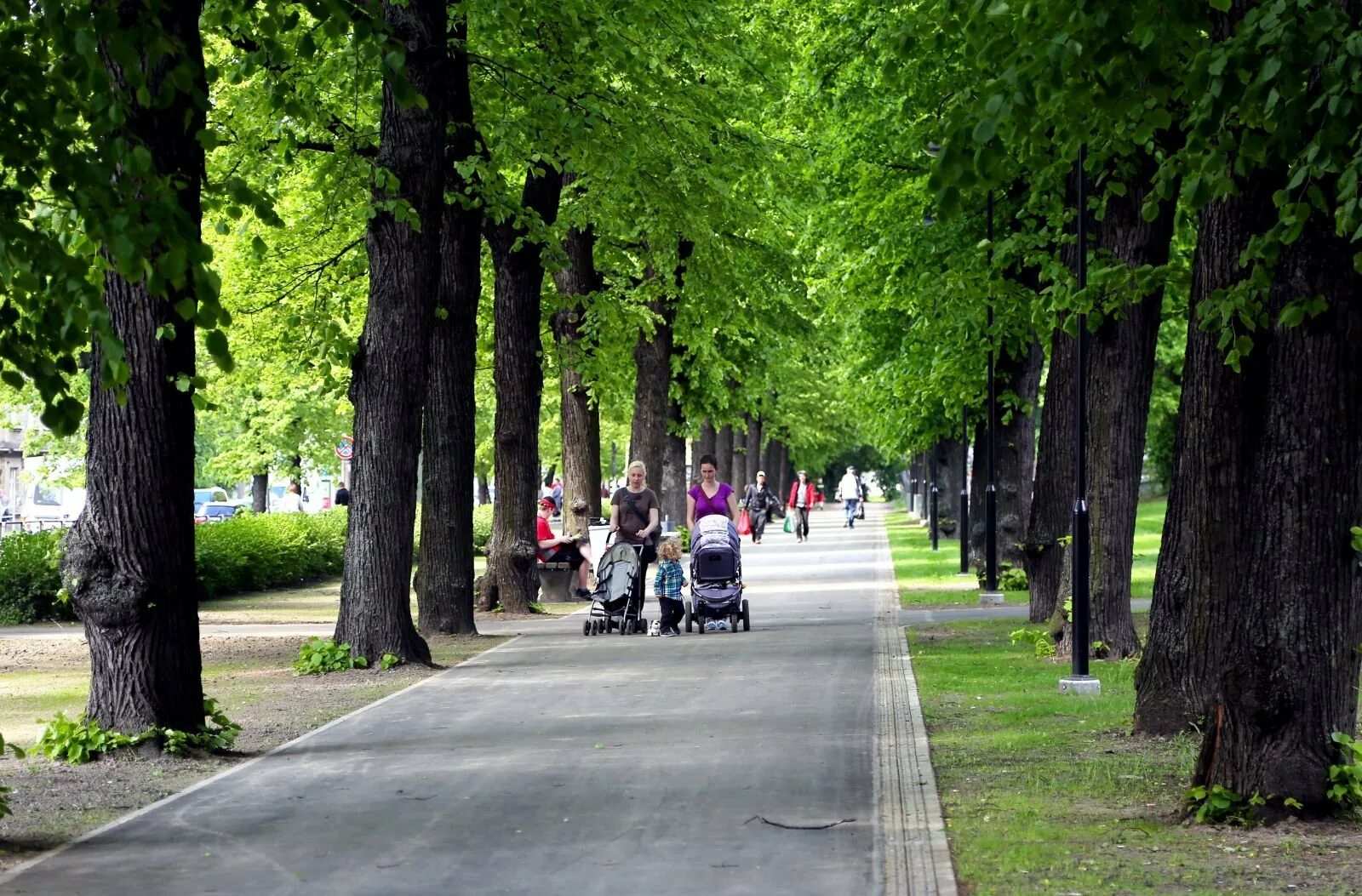 Рига парк Гризинькалнс. Зиедоньдарзс парк. Улица парк. Улица в парке. Street let