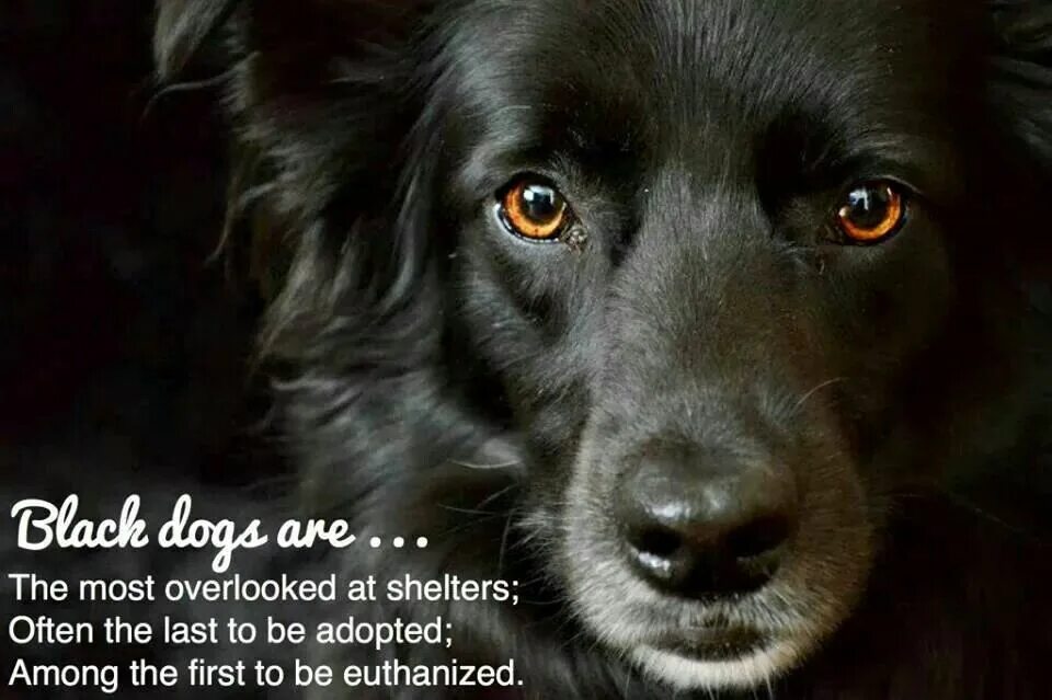 Собаки с тёмными лицами. Сириус блэк собака порода. My dog is black. Черные собаки. Черные собаки.
