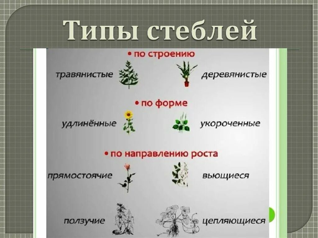 Типы стеблей. Типы стеблей растений. Типы травянистых стеблей. Виды стеблей у растений. Распределите предложенные растения по группам в зависимости