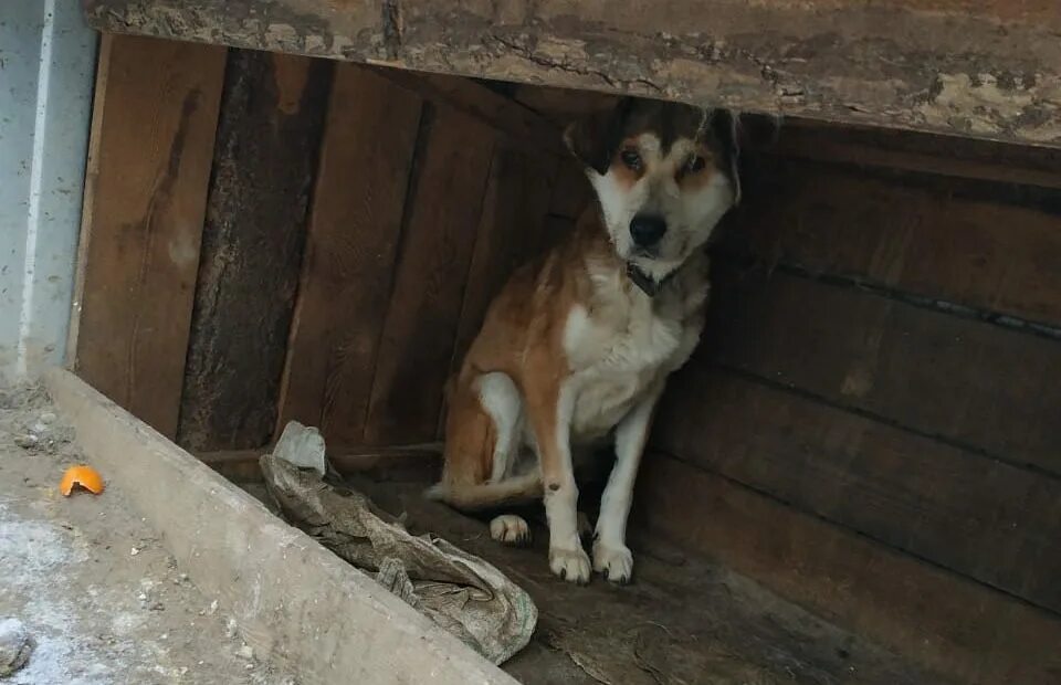 приют дружок старая русса