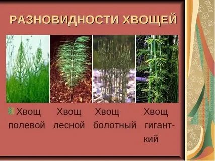 Представители хвощевидных растений