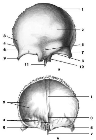 Строение лобной кости. Лобная кость анатомия человека. Лобная кость Синельников. Лобная кость сбоку.