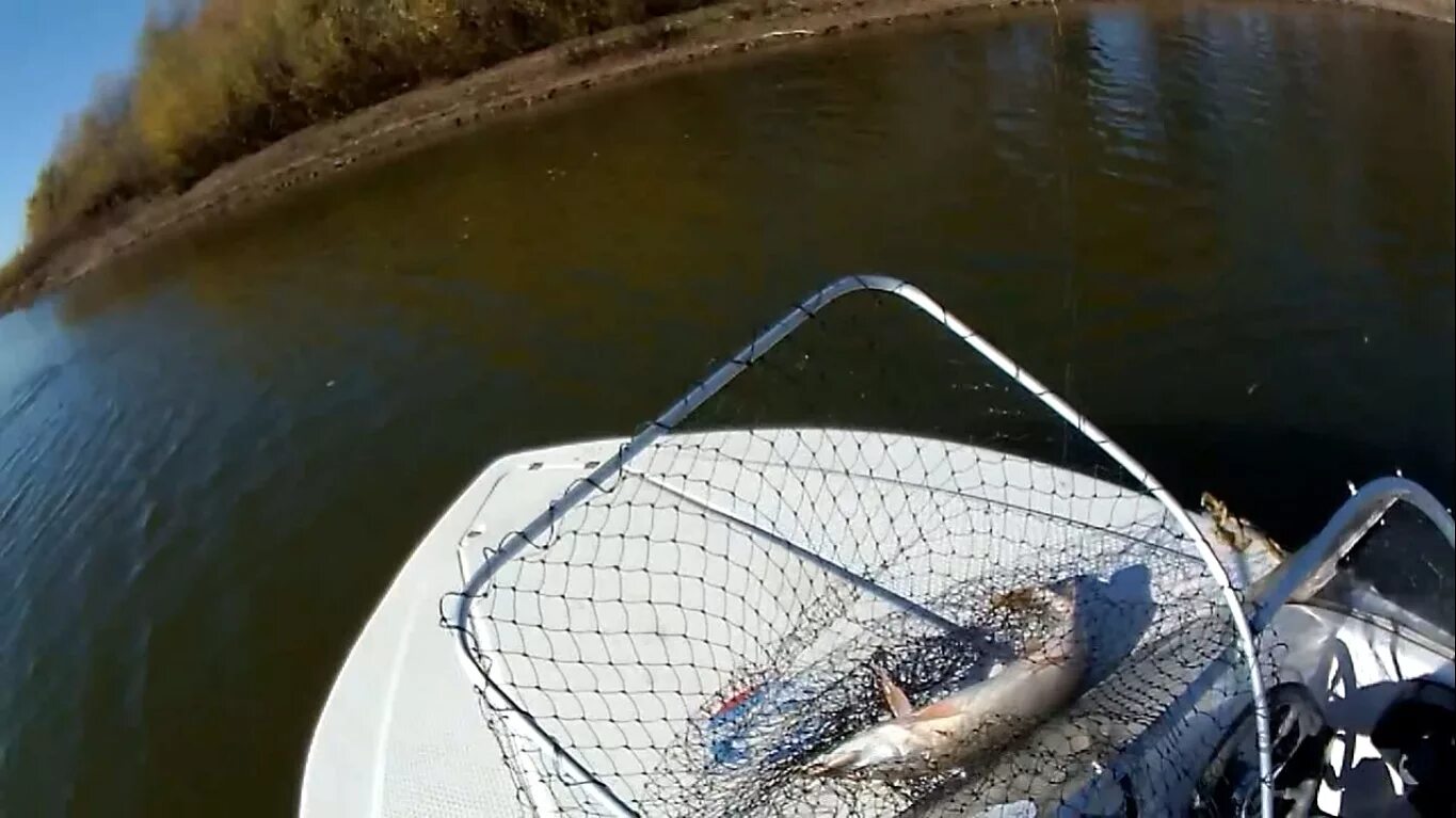 Рыбалка в астрахани. Удачная рыбалка. Вести с водоемов нижняя волга. Вести с водоемов нижняя волга. Окунь в лунке.