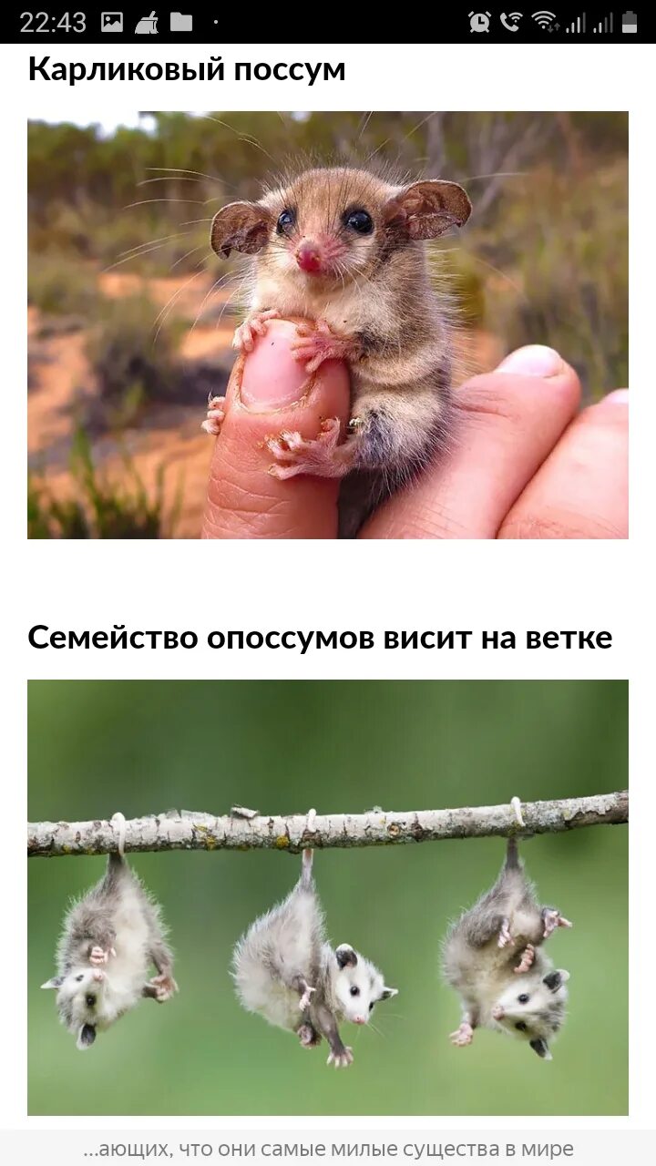 Поссум и опоссум разница. Опоссум. опоссум висит. опоссум в дикой природе. опоссум описание.