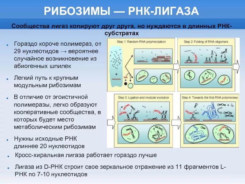 Абзимы и рибозимы свойства и особенности. Рибозимы рнк. ферментативная активность рнк. рибозимы. рибозимы биохимия. рибозимы это в биологии.