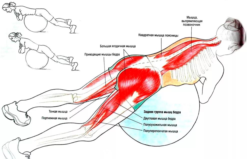 Пояснице ягодице и ноге. Укрепление мышц разгибателей спины упражнения. Мышцы разгибатели позвоночника упражнения. Упражнения на выпрямляющую позвоночник мышцу спины. Мышца разгибающая позвоночник упражнения.