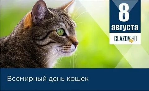 Кошка число
