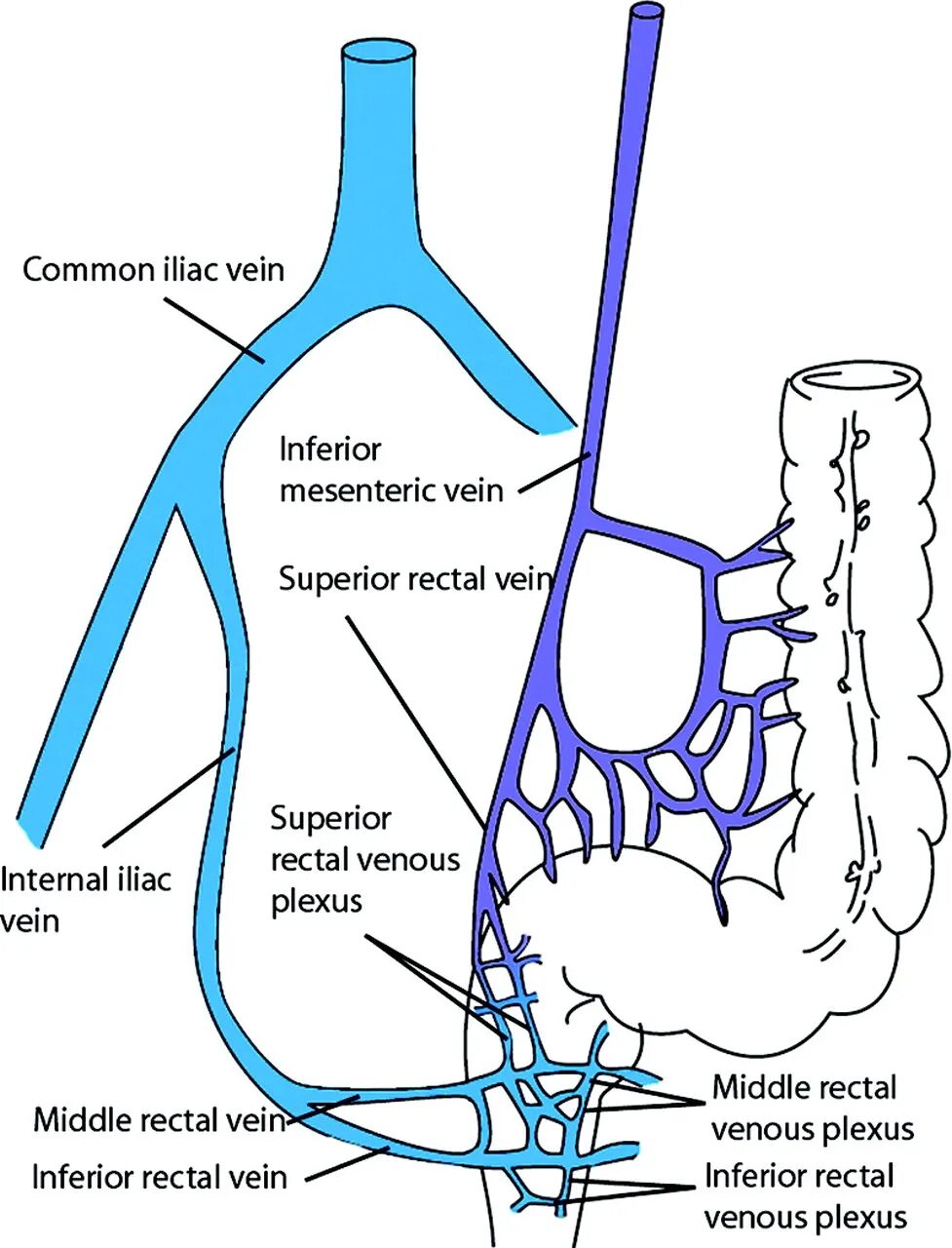 Венозное сплетение яичка. Венозный отток от прямой кишки схема. Портокавальные анастомозы прямой кишки. Венозные анастомозы прямой кишки.