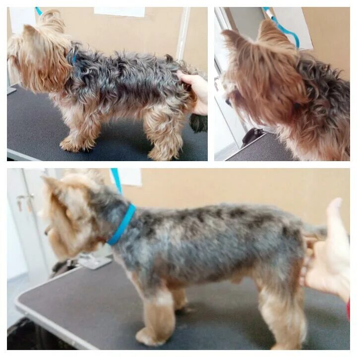 беби фэйс для йорка стрижка.