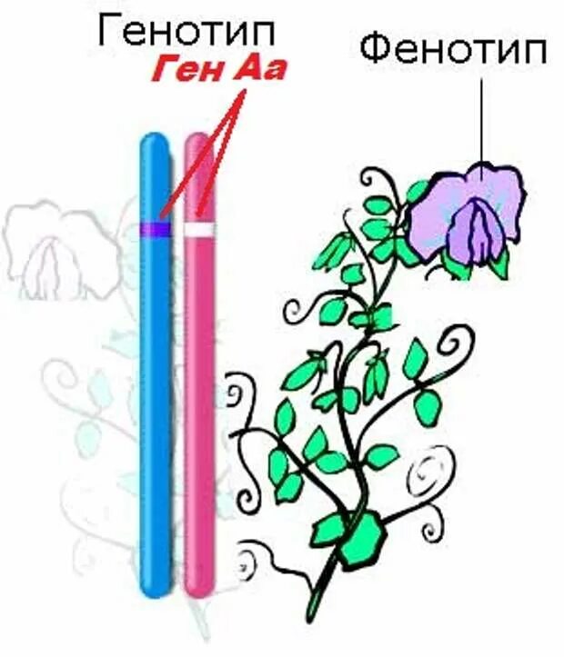 Генотип организма определяется. Генотип и фенотип. Генотип пример. Фенотип примеры. Генотип и фенотип рисунок.