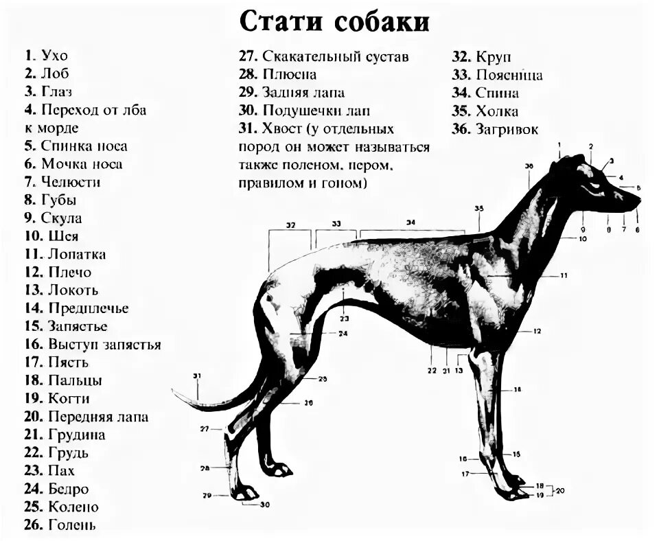 Высокая холка формирующая. Холка у собаки. Маклок у собаки. Экстерьер собаки схема. Холка у собаки анатомия.