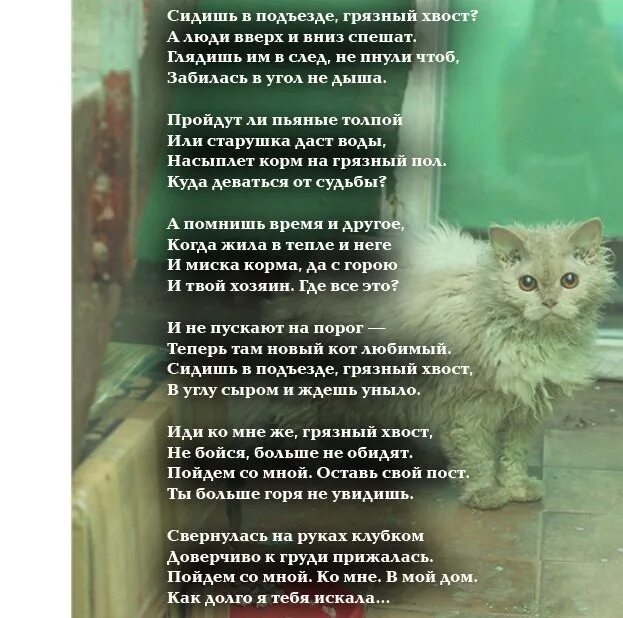 Грустный кот стихи