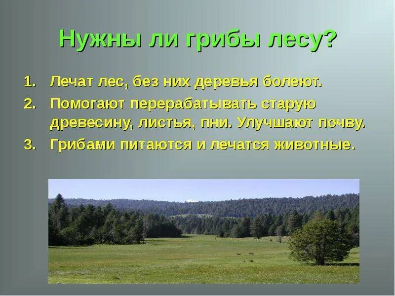 Грибы около дерева. Сообщение по теме грибы. Грибы в лесу презентация. Грибы 1 класс окружающий мир. Грибы которые растут в грибнице.
