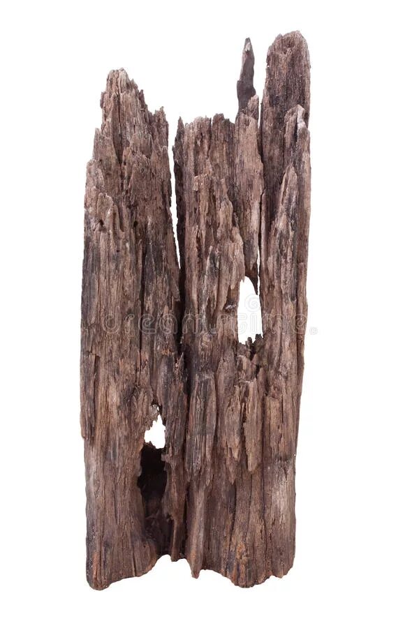 Natural dry. Сушеная мертвая древесина. Виды сухостоев. Сухостой с подписью.