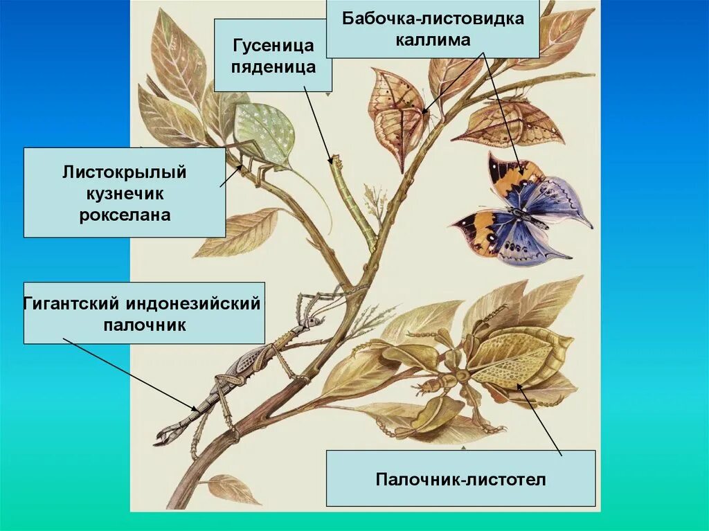 Гусеница Пяденица бабочка-листовидка Каллима палочник-листотел. Листовидка приспособленность. Адаптация как результат естественного отбора. Бабочка Каллима гусеница. Приспособленность организмов к среде является результатом