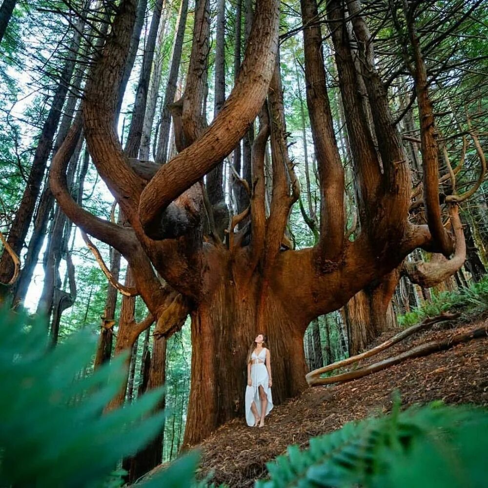 Невероятный лес. Редвуд дерево. Sequoia National Park дерево арка. Coast Redwood дерево. Парк Редвуд Калифорния.