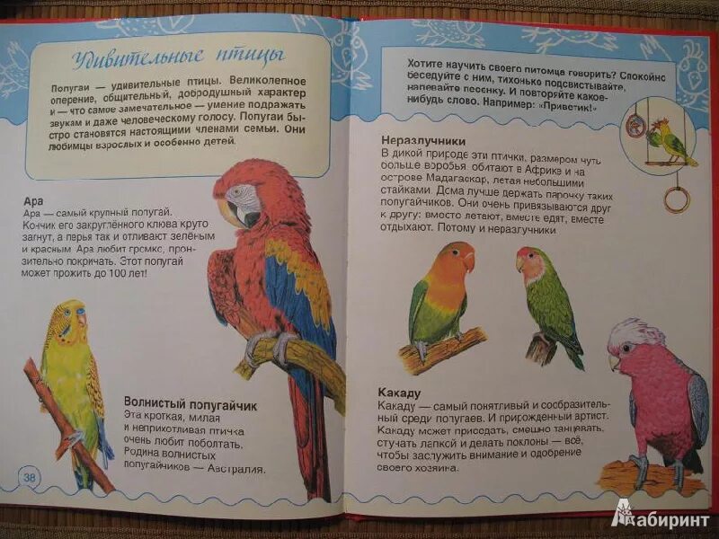 Рассказ о попугае. Книга живой уголок. Рассказ про попугая 1 класс. Рассказ про домашнего попугая 2 класс.