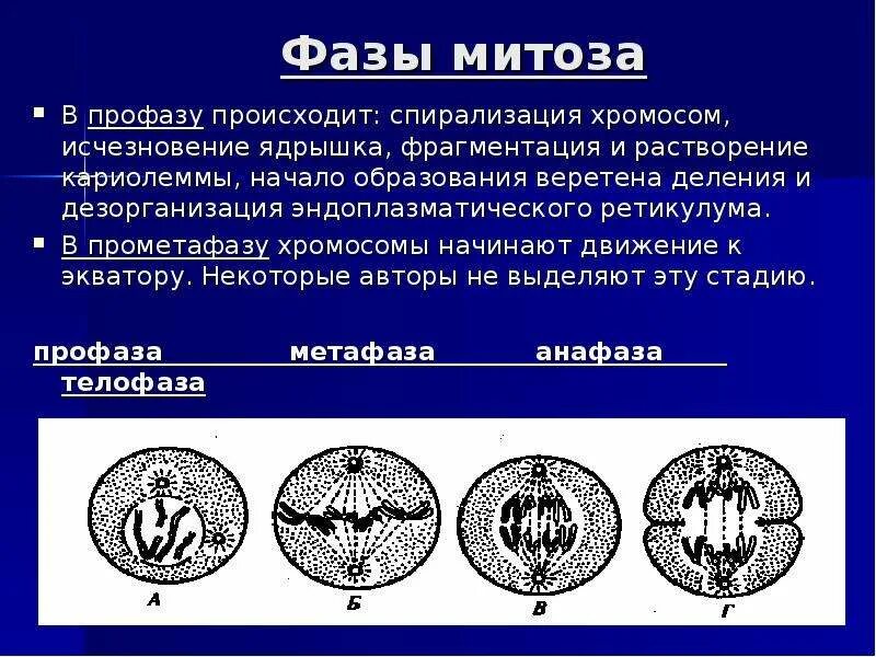 Фаза митоза ядерная оболочка. Что происходит в профазе митоза. В профазе митоза спирализуются хромосомы. Хромосомы в профазе митоза. Митоз фазы кратко