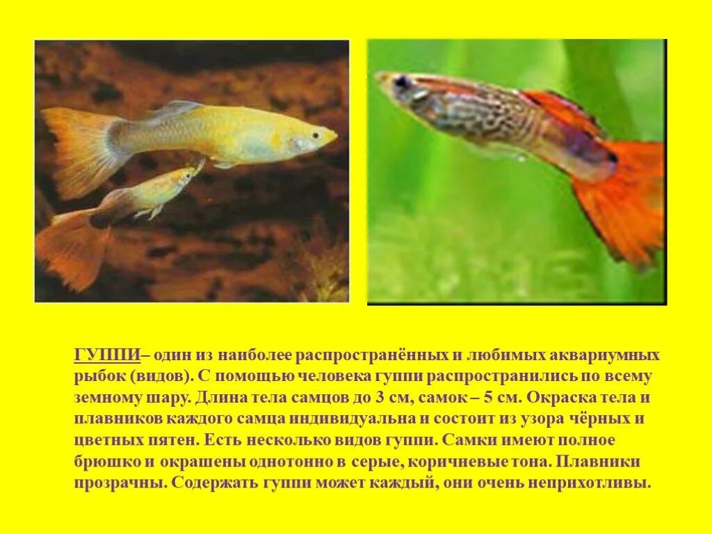 Аквариумные рыбы презентация. Гуппи аквариумные рыбки. Рыбка гуппи 1 класс. Аквариумные рыбки 1 класс гуппи. Аквариумные рыбки презентация для дошкольников.