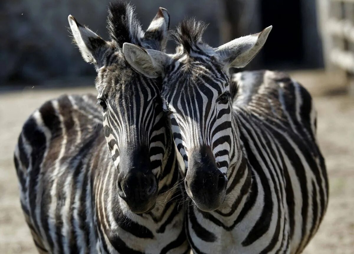 Animals brothers. Братья наши меньшие. Животные наши братья. Звери-братья наши меньшие. Братья наши меньшие картинки.