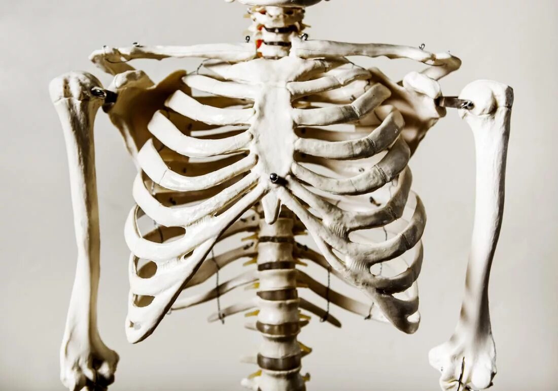 Сколько ребер у человека у женщин. Скелет грудной клетки ребра. Анатомия скелет грудной клетки ребра Грудина. Скелет человека грудная клетка ребра. Анатомия ребер грудной клетки.