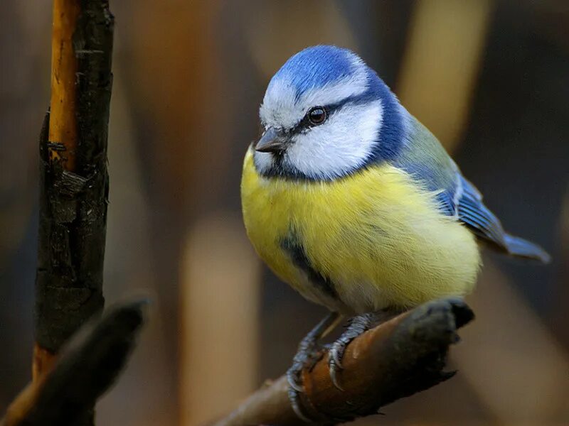 Большая синица летом. Синица в народе. Белощекая синица. Синяя лазоревка птица. Большая синица и синица лазоревка.