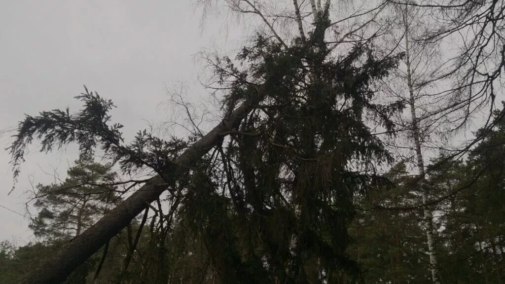 Спилил сухое дерево. Зависшее дерево. Сломанное дерево во дворе. Фотография зависшего дерева. Спилить дерево во дворе alpconvent.