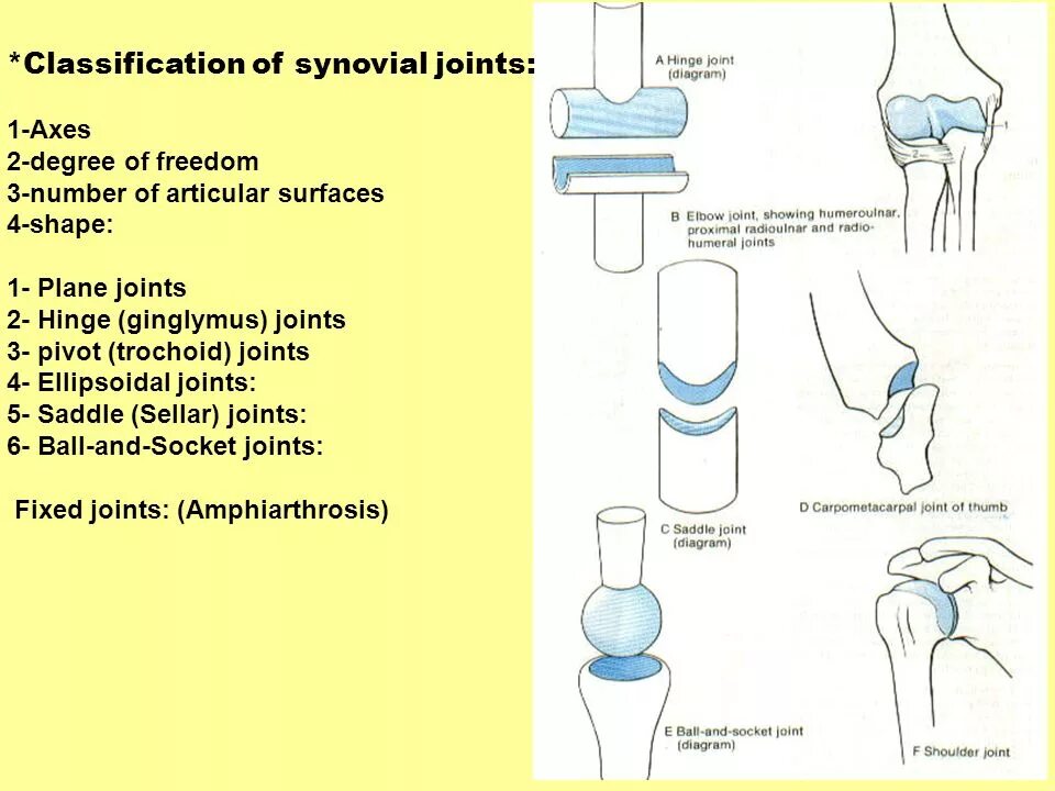 Как принимать joint. Classification of joints. trochoid joint. uniaxial joint. saddle-shaped joints.