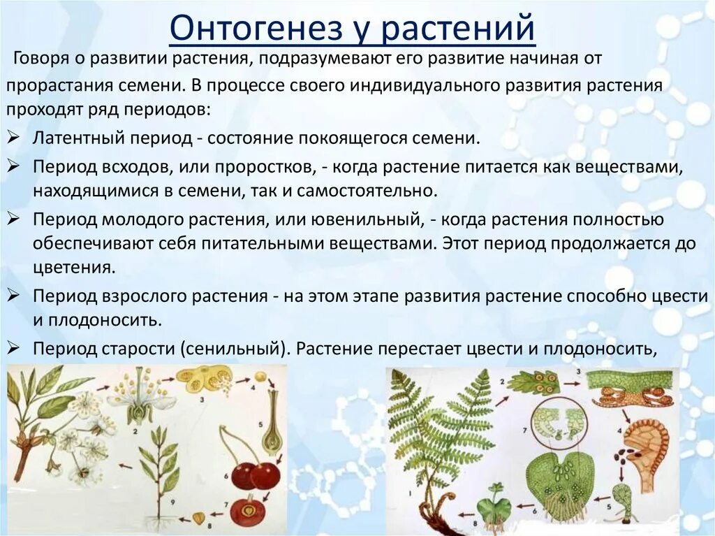 Рост периоды онтогенеза растений