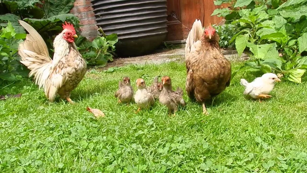 Семейство куриных. Серама куры. Куры семья. Фото курочек и петушков.