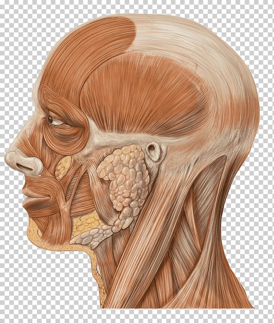 Musculus procerus. Тройничный нерв анатомия мозг.