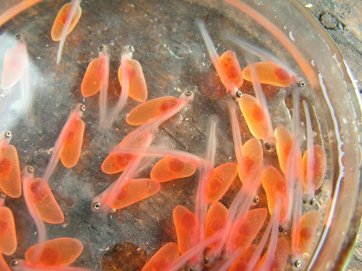 Водоросли мальки рыб окунь. Малек ручьевой форели. малек кумжи. озерная форель малек. мальки горбуши.