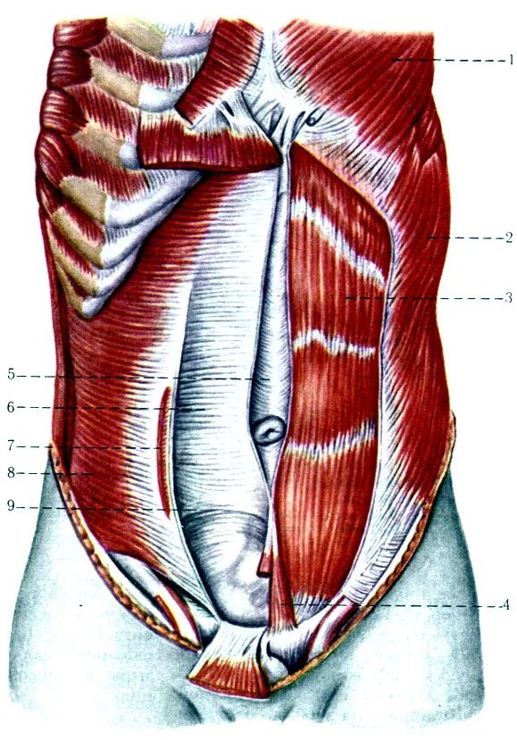 Передняя прямая мышца живота. Пирамидальная мышца живота анатомия. М. rectus abdominis. Прямая мышца живота m. rectus abdominis. Pyramidalis мышца.